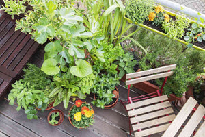 The Top 12 Tips for Creating a Beautiful Balcony Garden