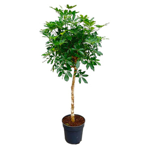 Arboricola Schefflera 10"