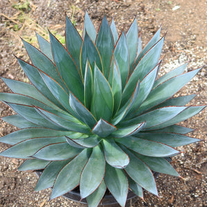 Agave Blue Glow 10"