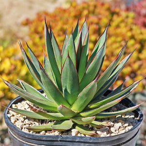 Agave Blue Glow 10"