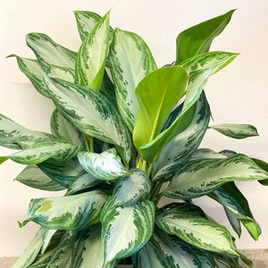 Aglaonema Silver Bay 6"