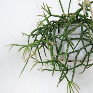 Pilocarpa Rhipsalis 6"