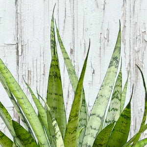 Silver Streak Sansevieria 10"