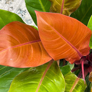 Prince Of Orange Philodendron 6"