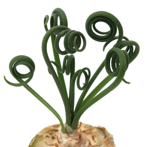 Albuca Spiralis 'Frizzle Sizzle' 4"