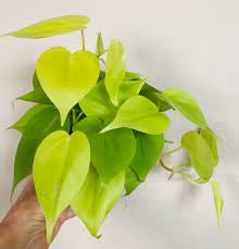 Lemon Cordatum Philodendron 4"