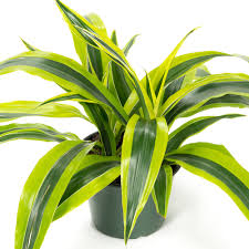 Gold Star Dracaena 3-2-1 10"