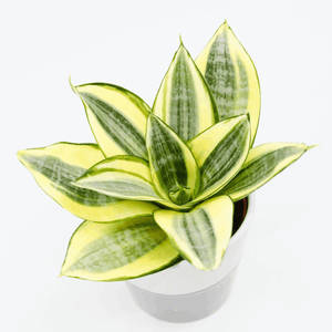 Bird's Nest Hahnii Sansevieria Assorted 4"