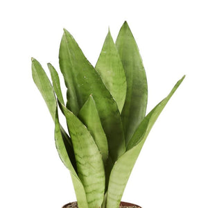 Spearmint Sansevieria 6"