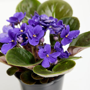 African Violet 5"