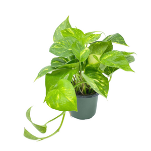 Hawaiian Pothos 6"