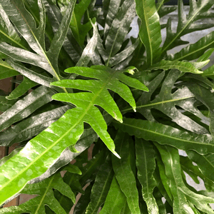 Snake Leaf Fern 4"