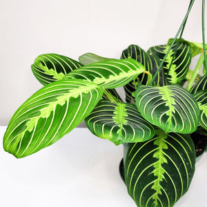 Maranta Lemon Lime - Prayer Plant 4"