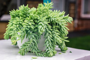 Donkey's Tail 3"