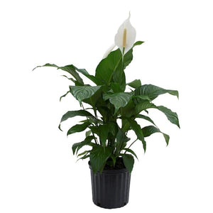 Peace Lily/ Sweet Pablo Spathiphyllum 4"