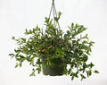 8" Hanging Basket